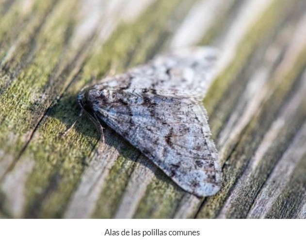 Alas de las polillas comunes